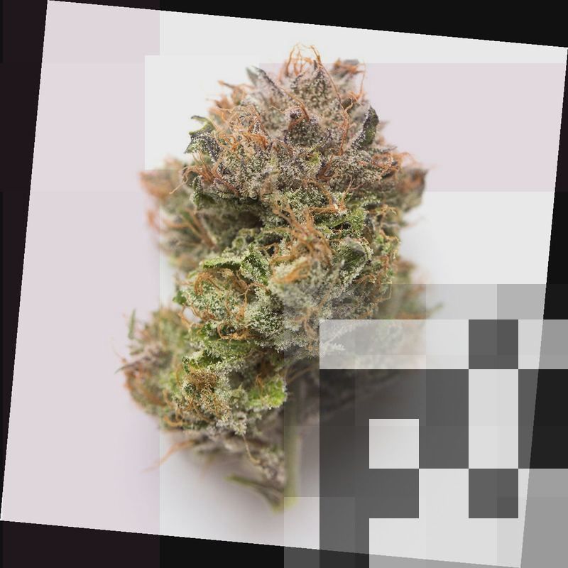 Candy Rain Cannabis Strain DC