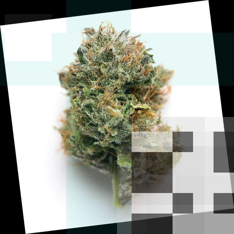 Grease Monkey Cannabis Strain DC