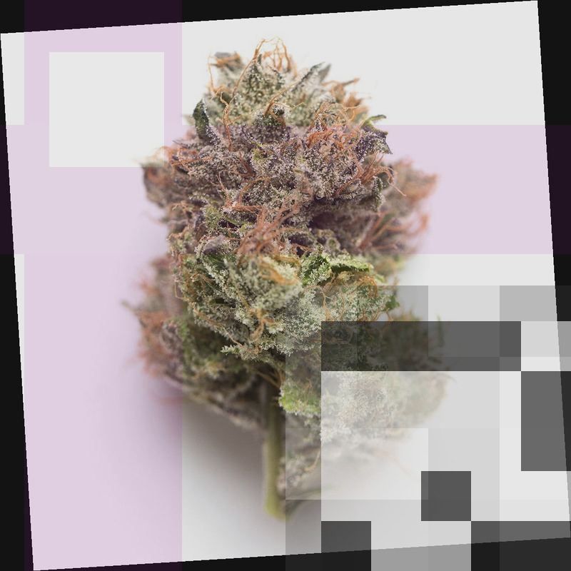 Larry OG Cannabis Strain DC