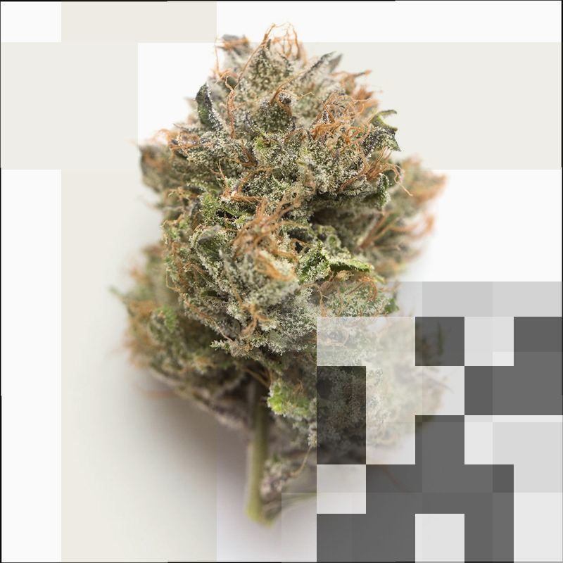 Orange Sherbet Cannabis Strain DC